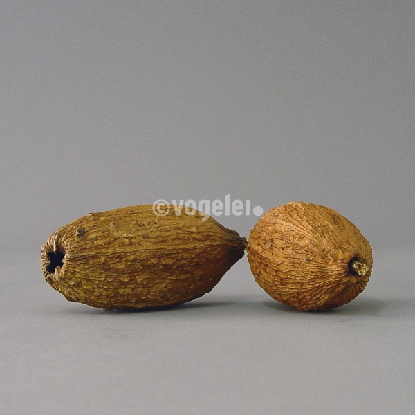 Kakao-Frucht, L ca. 15 cm, Gelb