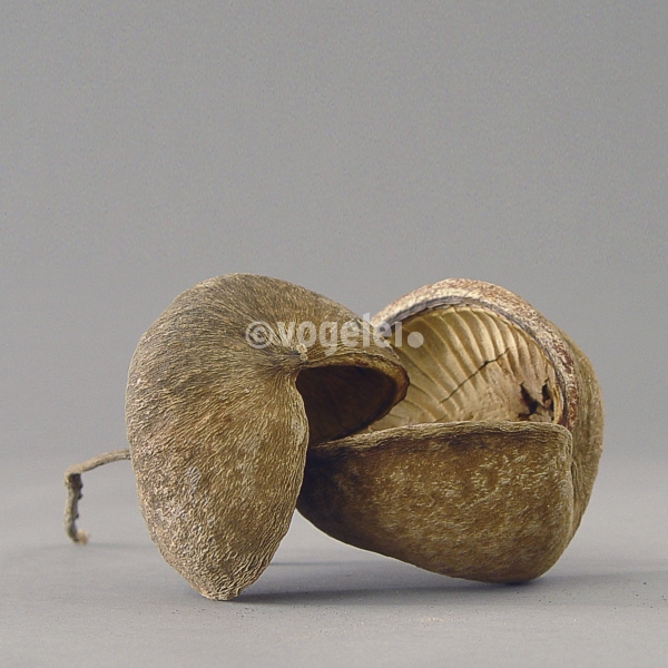 Buddha Nut, Natur