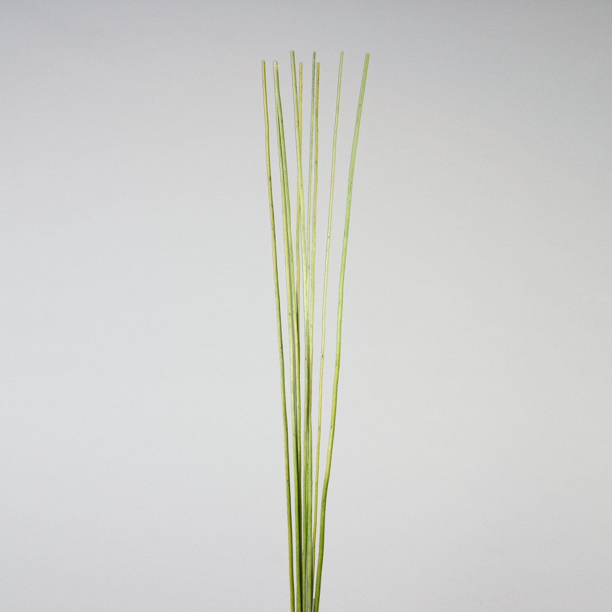 Sticks, Holz, L 200 cm, Limette;