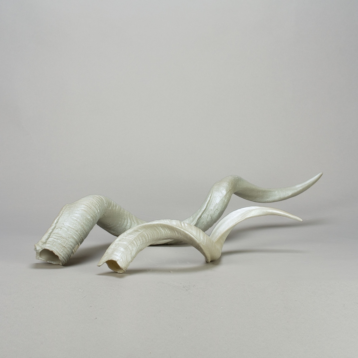 Antilopenhorn, Replikat, gross, L 100 cm, Perlmutt;